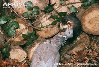 Illustration for article titled Monday Mustelid - Mustela putorius Edition